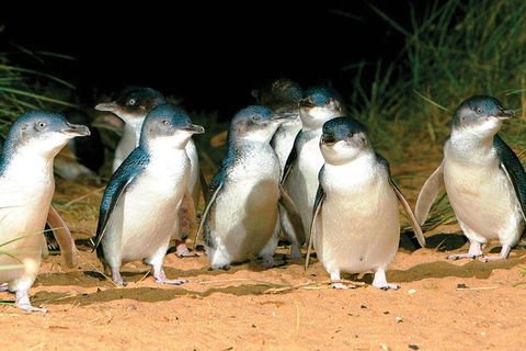 Phillip Island Penguin And Wildlife Tour - Accommodation Asia 0