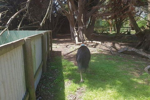 Phillip Island Penguin And Wildlife Tour - Accommodation Asia 5