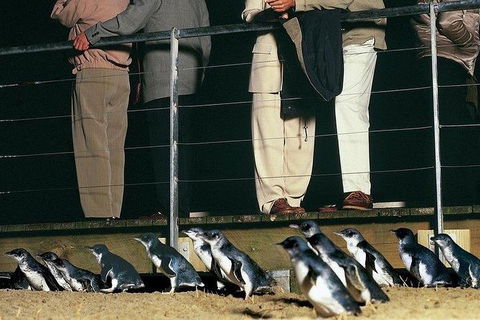 Phillip Island Penguin And Wildlife Tour - Accommodation Asia 20