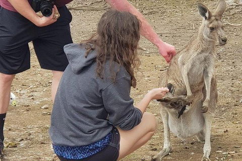 Phillip Island Penguin And Wildlife Tour - Accommodation Asia 12