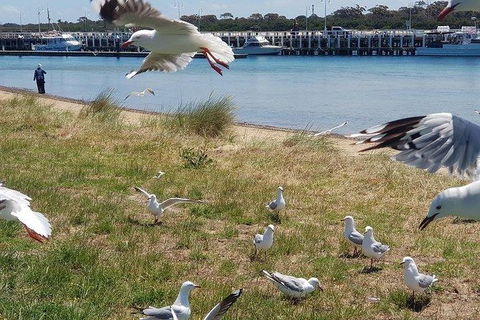 Phillip Island Penguin And Wildlife Tour - Accommodation Asia 1