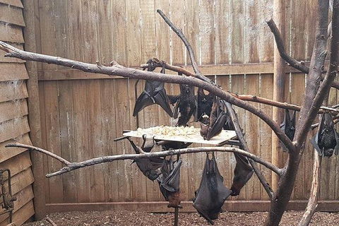 Phillip Island Penguin And Wildlife Tour - Accommodation Asia 31