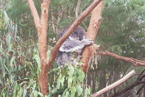 Phillip Island Penguin And Wildlife Tour - Accommodation Asia 16