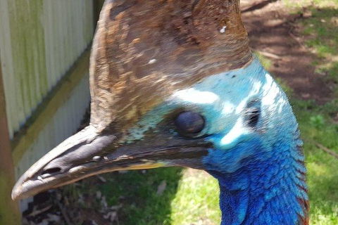 Phillip Island Penguin And Wildlife Tour - Accommodation Asia 19