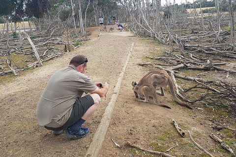 Phillip Island Penguin And Wildlife Tour - Accommodation Asia 30