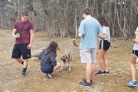 Phillip Island Penguin And Wildlife Tour - Accommodation Asia 3