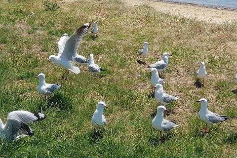 Phillip Island Penguin And Wildlife Tour - Accommodation Asia 9