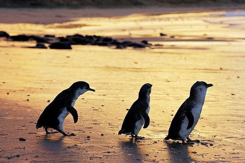 Phillip Island Penguin And Wildlife Tour - Accommodation Asia 13