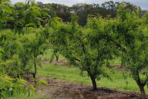 Yarra Valley Wineries And Rayners Orchard Tour From Melbourne - Accommodation Asia 27