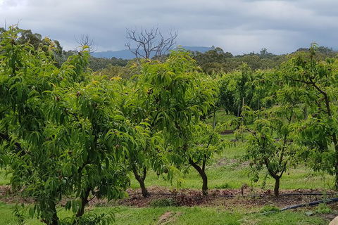 Yarra Valley Wineries And Rayners Orchard Tour From Melbourne - Accommodation Asia 16