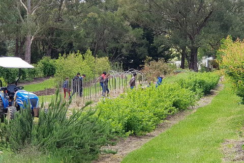 Yarra Valley Wineries And Rayners Orchard Tour From Melbourne - Accommodation Asia 3