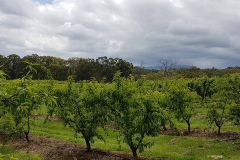 Yarra Valley Wineries And Rayners Orchard Tour From Melbourne - Accommodation Asia 18
