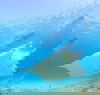 Marine Eco Safari - Swim with Manta Rays - Accommodation Asia