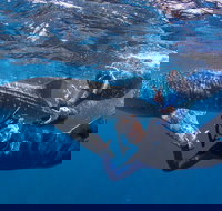 Whale Shark Safari - Accommodation Asia