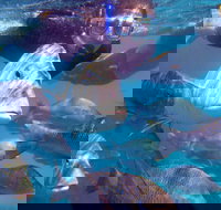 Coral Bay 2-Hour Coral Viewing and Snorkeling - Accommodation Asia