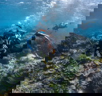 Ningaloo Adventure and Manta Ray Tour - Accommodation Asia