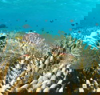 Coral Bay 3-Hour Turtle Ecotour - Accommodation Asia