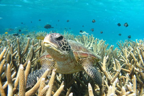 Coral Bay 3-Hour Turtle Ecotour - Accommodation Asia 0