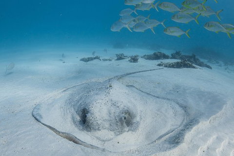 Coral Bay 3-Hour Turtle Ecotour - Accommodation Asia 2