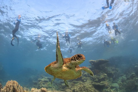 Coral Bay 3-Hour Turtle Ecotour - Accommodation Asia 4
