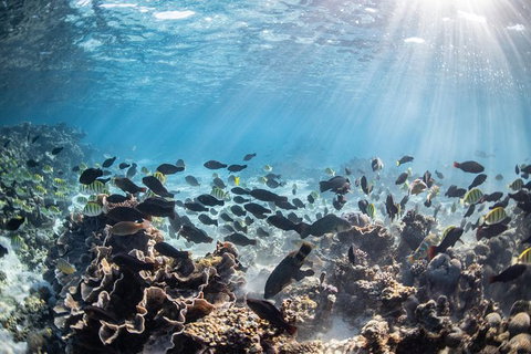 Coral Bay 3-Hour Turtle Ecotour - Accommodation Asia 5