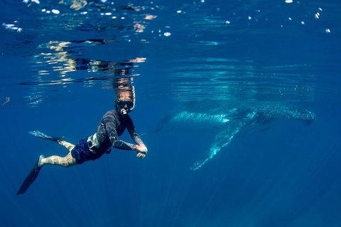 Humpback Whale Safari - Accommodation Asia 1