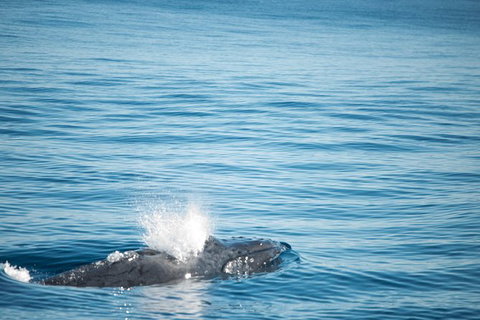 Humpback Whale Safari - Accommodation Asia 4