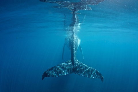 Humpback Whale Safari - Accommodation Asia 5