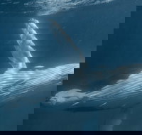 Humpback Whale Safari - Accommodation Asia