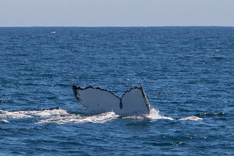 Humpback Whale Safari - Accommodation Asia 3