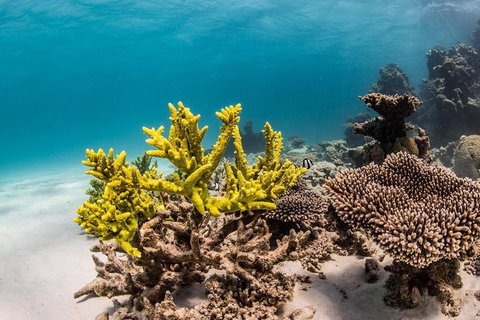 Coral Bay 1-Hour Coral Viewing - Accommodation Asia 4