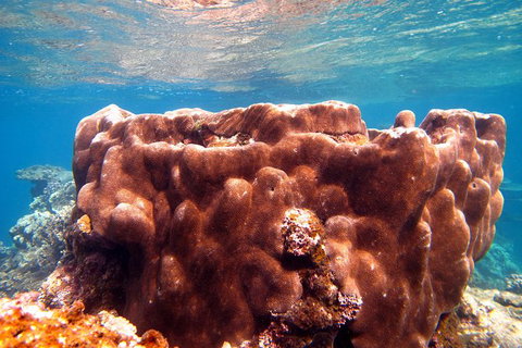 Coral Bay 1-Hour Coral Viewing - Accommodation Asia 5