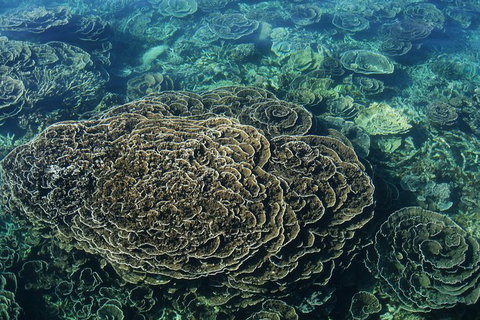 Coral Bay 1-Hour Coral Viewing - Accommodation Asia 6
