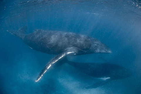 Full-Day Whale Watching Snorkeling And Swimming At Coral Bay - Accommodation Asia 6