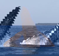 Full-Day Whale Watching Snorkeling and Swimming at Coral Bay - Accommodation Asia