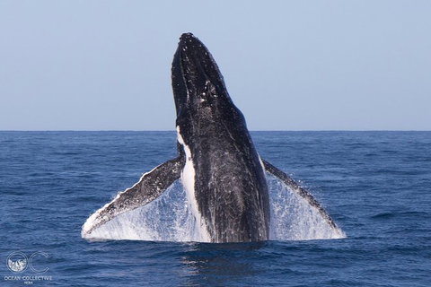 Full-Day Whale Watching Snorkeling And Swimming At Coral Bay - Accommodation Asia 0