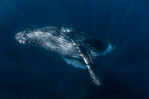 Full-Day Whale Watching Snorkeling And Swimming At Coral Bay - Accommodation Asia 7