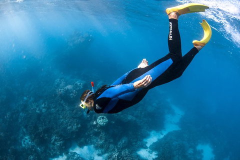 Full-Day Whale Watching Snorkeling And Swimming At Coral Bay - Accommodation Asia 2