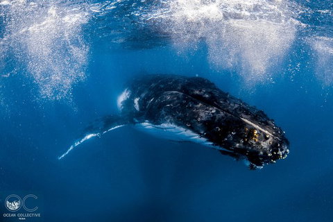 Full-Day Whale Watching Snorkeling And Swimming At Coral Bay - Accommodation Asia 4