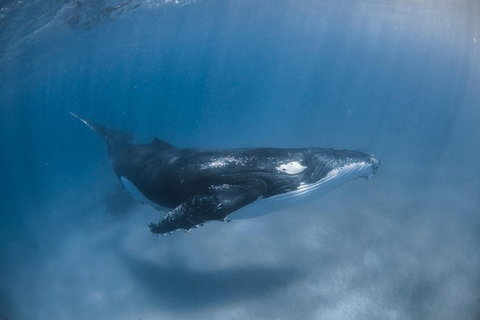 Full-Day Whale Watching Snorkeling And Swimming At Coral Bay - Accommodation Asia 5