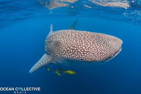 Whale Shark Adventure Tour - Accommodation Asia 11