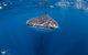 Whale Shark Adventure Tour - thumb 1