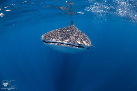 Whale Shark Adventure Tour - Accommodation Asia 1