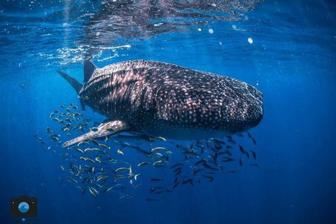 Whale Shark Adventure Tour - Accommodation Asia 2