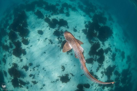 Whale Shark Adventure Tour - Accommodation Asia 3