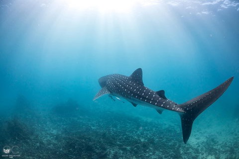 Whale Shark Adventure Tour - Accommodation Asia 9