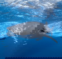Whale Shark Adventure Tour - Accommodation Asia