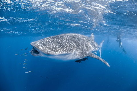 Whale Shark Adventure Tour - Accommodation Asia 0