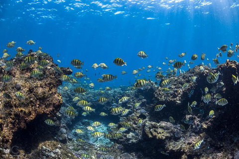 Whale Shark Adventure Tour - Accommodation Asia 5