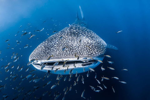 Whale Shark Adventure Tour - Accommodation Asia 8